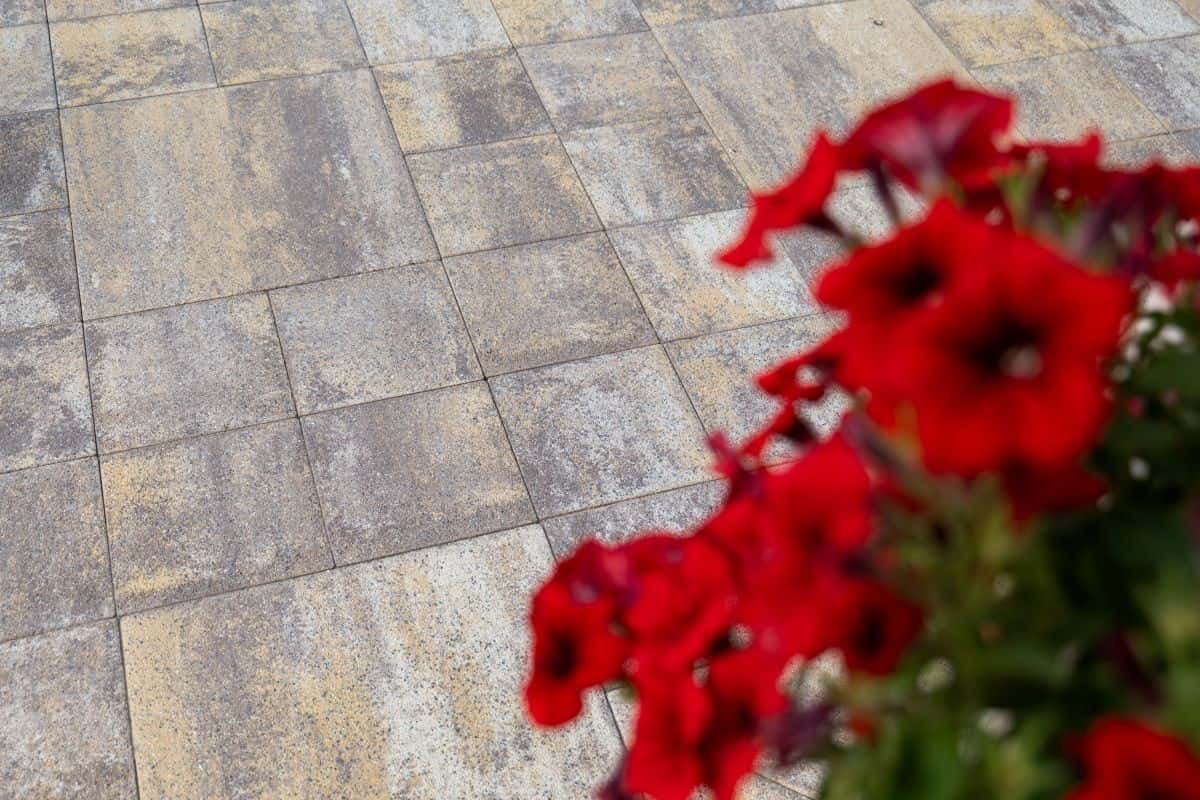 Baroc P10 – imagine 6